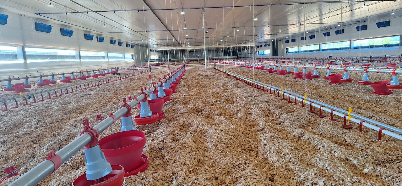 Galpão moderno para avicultura